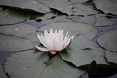 E3：FPS游戏《Project Ferocious》2023年发售 直面史前凶兽